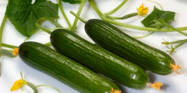تصویر 2 از خرید و قیمت خیار سبز تازه + فروش صادراتی